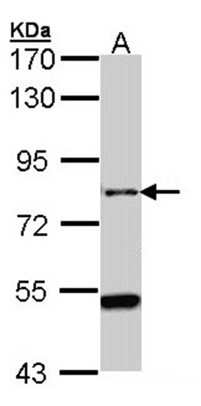 Anti-AGAP1 Antibody