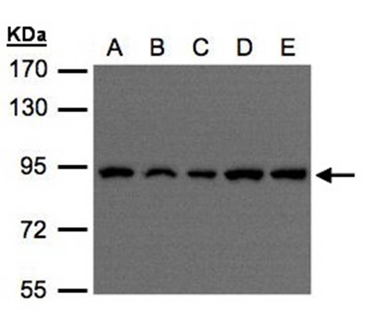 Anti-VPS35 Antibody