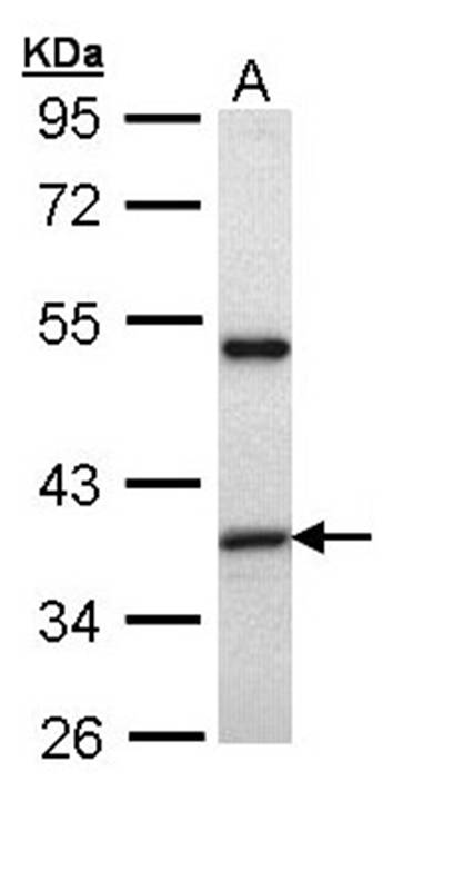 Anti-XAP2 Antibody