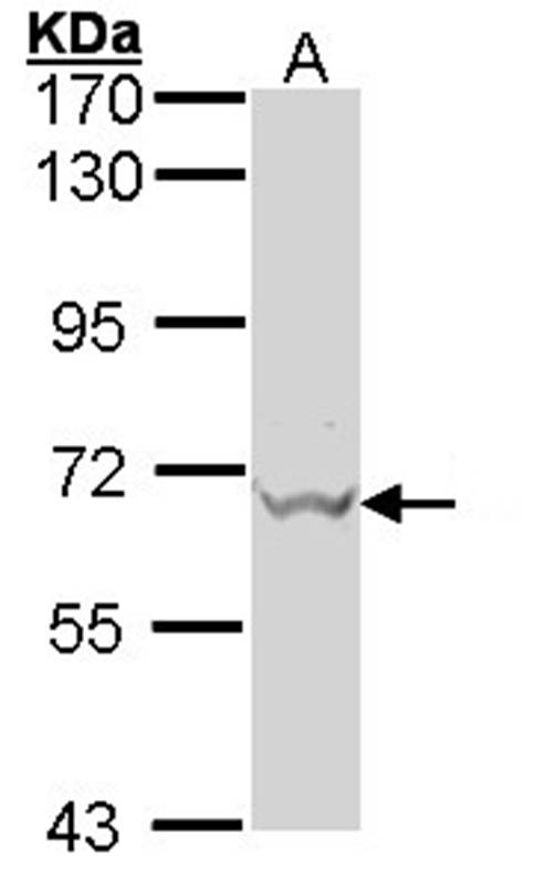Anti-GAD67 Antibody