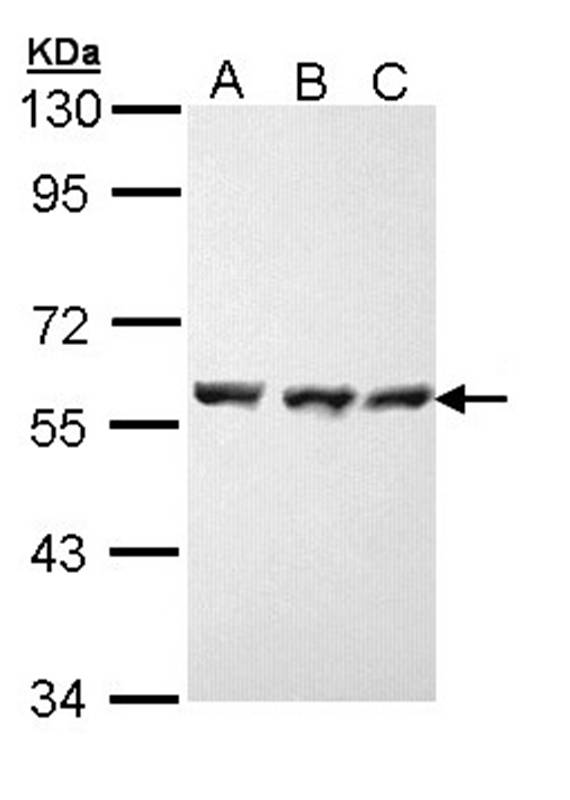 Anti-HSP70 Antibody