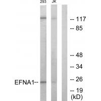 Anti-EFNA1 Antibody