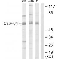 Anti-CSTF2 Antibody