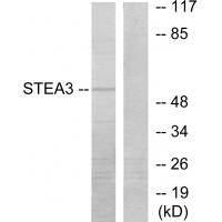 Anti-STEA3 Antibody