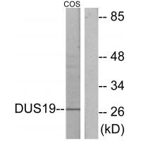 Anti-DUS19 Antibody