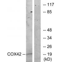 Anti-COX42 Antibody