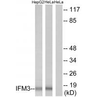 Anti-IFM3 Antibody Anti-IFM3 Antibody