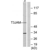 Anti-T3JAM Antibody