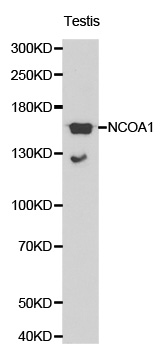 Anti-NCOA1 Antibody