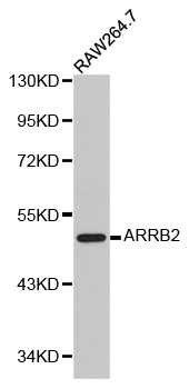 Anti-ARRB2 Antibody