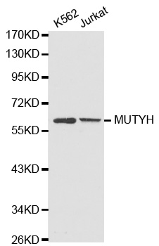 Anti-MUTYH Antibody