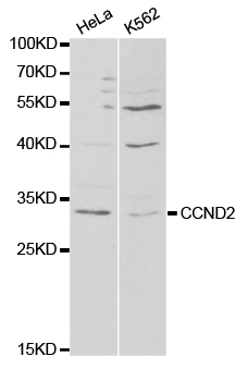 Anti-CCND2 Antibody