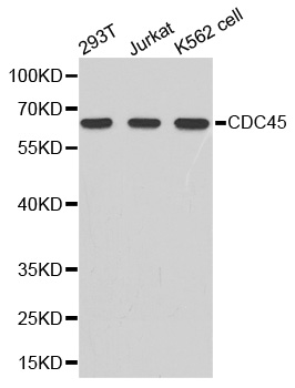 Anti-cdc45 Antibody Anti-cdc45 Antibody