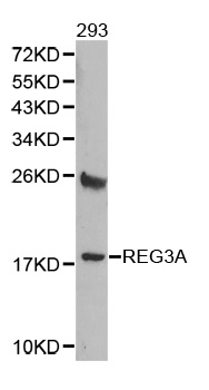 Anti-REG3A Antibody