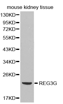 Anti-REG3G Antibody