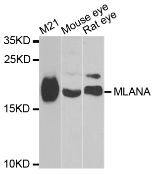 Anti-MLANA Antibody