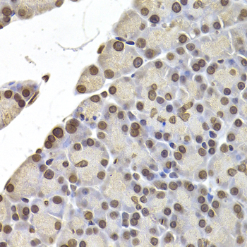 Anti-LMNB2 Antibody Anti-LMNB2 Antibody