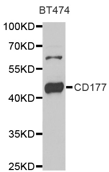 Anti-CD177 Antibody
