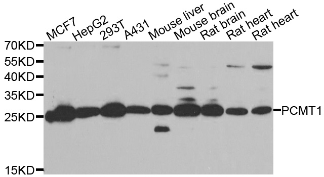 Anti-PCMT1 Antibody