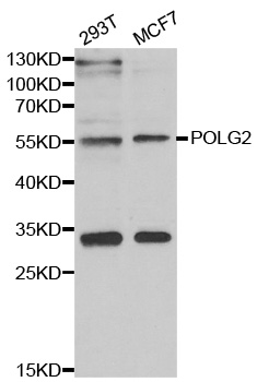 Anti-POLG2 Antibody