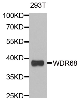 Anti-DCAF7 Antibody