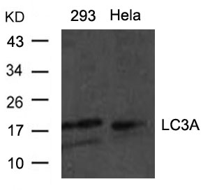 Anti-LC3a Antibody