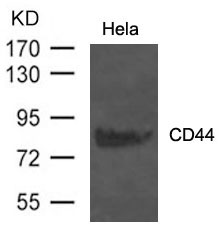 Anti-CD44 Antibody