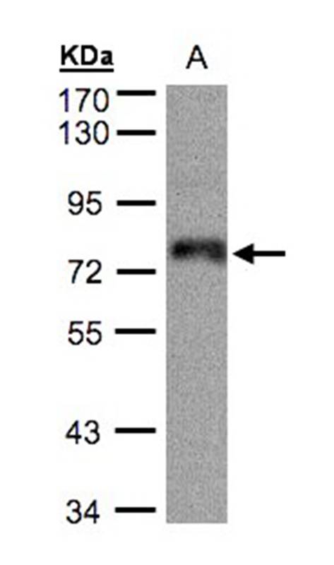 Anti-ZNF7 Antibody