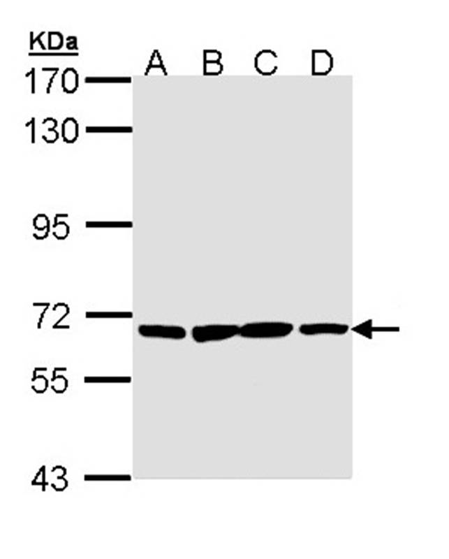 Anti-PAN3 Antibody