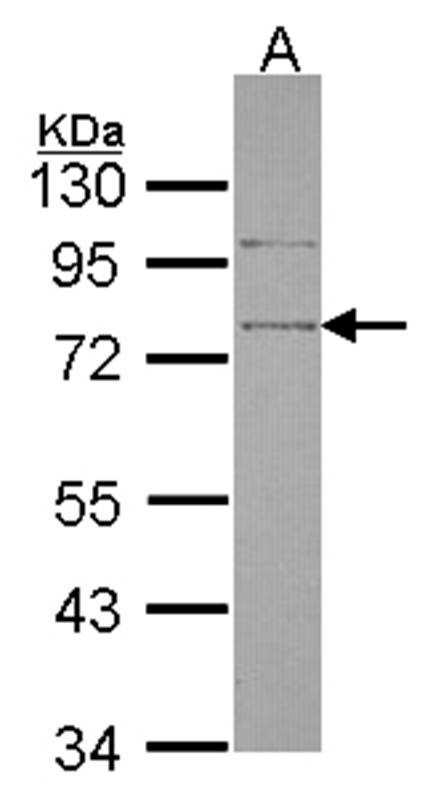 Anti-SRPX Antibody