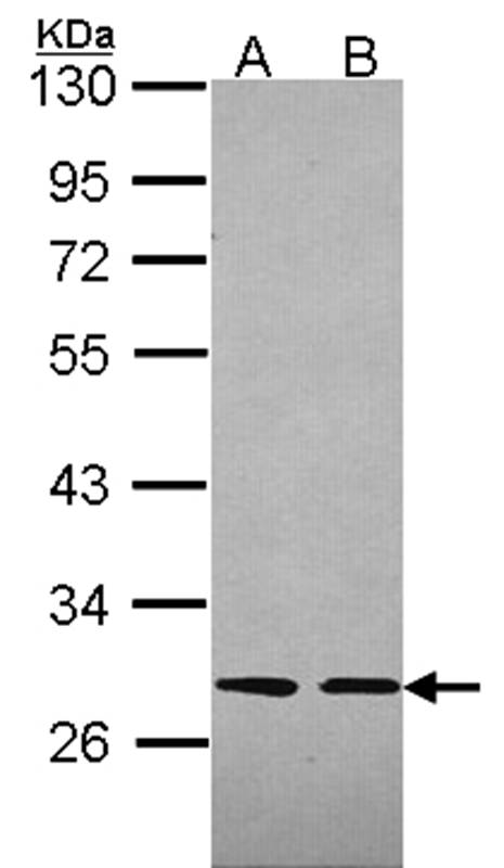 Anti-Slap Antibody
