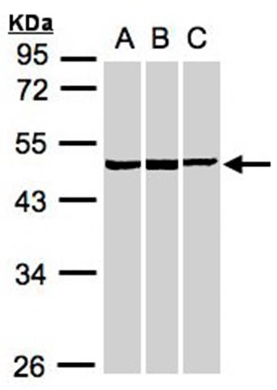 Anti-BZW2 Antibody