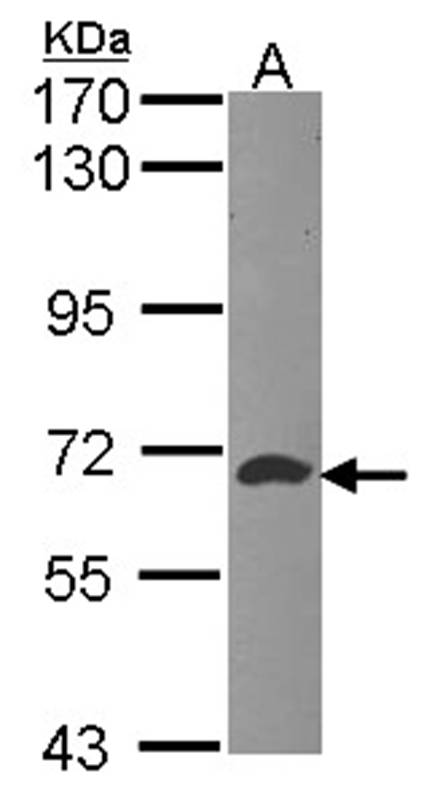 Anti-ATIC Antibody