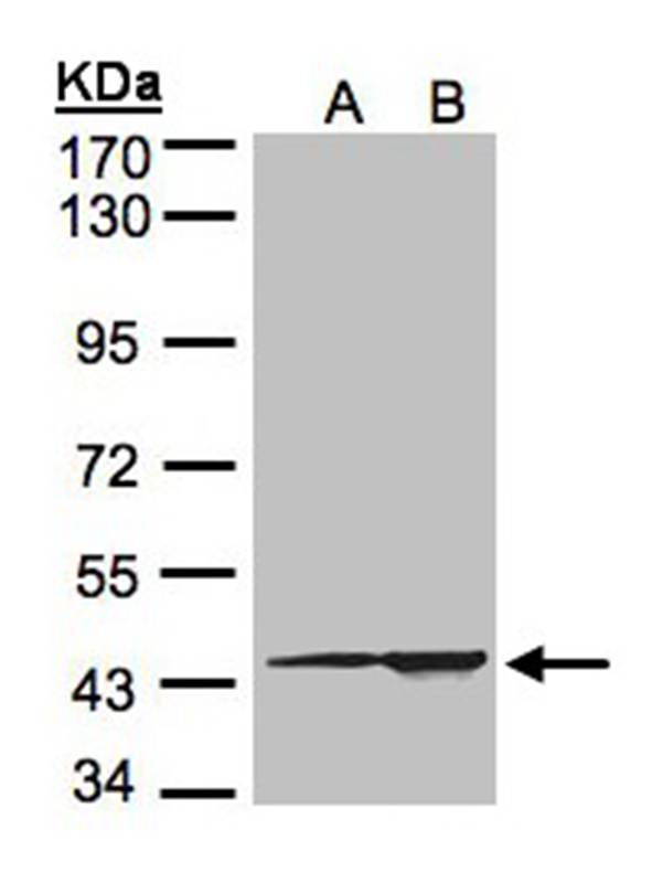 Anti-CMAS Antibody