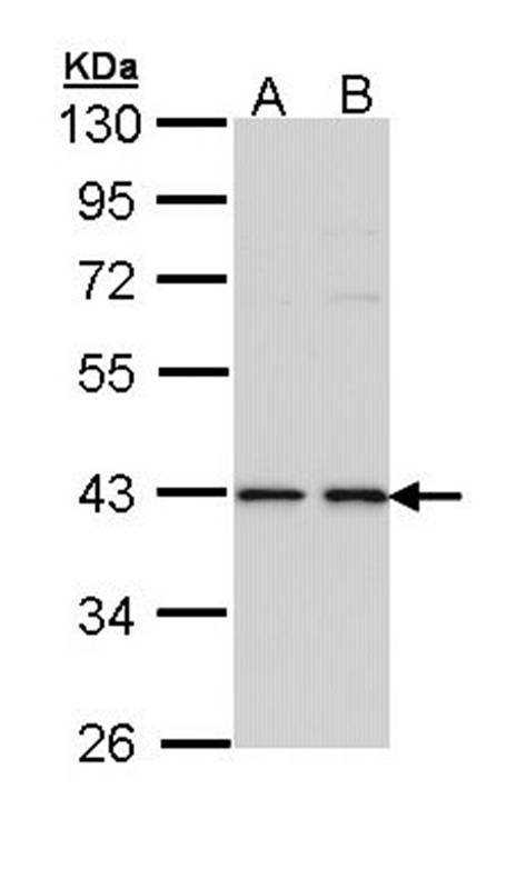 Anti-E2F1 Antibody
