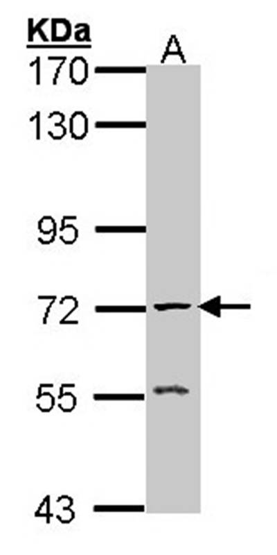 Anti-AChE Antibody