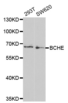 Anti-BCHE Antibody