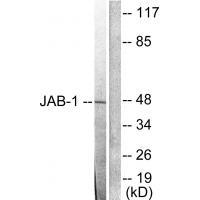 Anti-JAB1 Antibody Anti-JAB1 Antibody