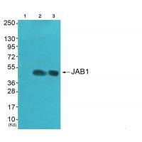 Anti-JAB1 Antibody Anti-JAB1 Antibody