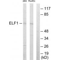 Anti-ELF1 Antibody