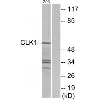 Anti-CLK1 Antibody