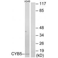 Anti-CYB5 Antibody