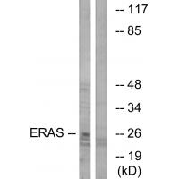 Anti-ERAS Antibody