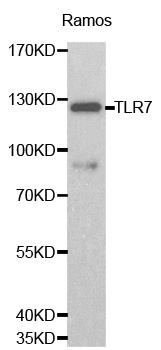 Anti-TLR7 Antibody