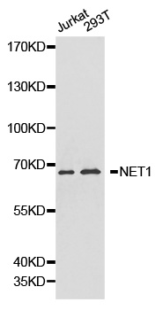 Anti-NET1 Antibody