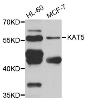 Anti-KAT5 Antibody