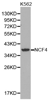 Anti-NCF4 Antibody