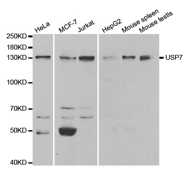 Anti-USP7 Antibody