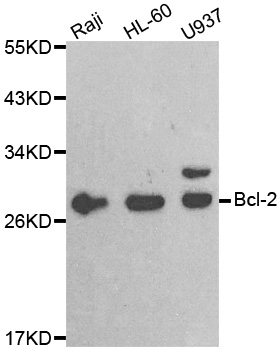 Anti-BCL2 Antibody