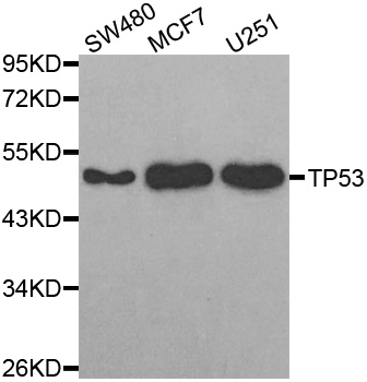 Anti-TP53 Antibody